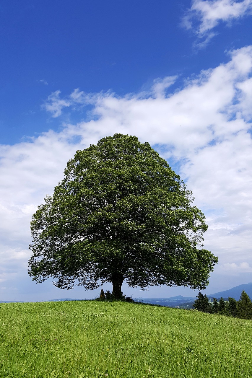 linden tree 