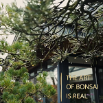 cat_the-art-of-bonsai