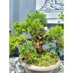 juniperus