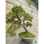 juniperus_kishu_2