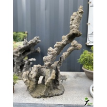 Rotsbeplanting Bonsai van Ruben Bouwmeester 2 - 82 cm