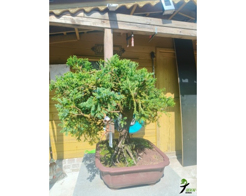 big_juniperus1