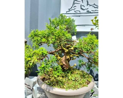 juniperus