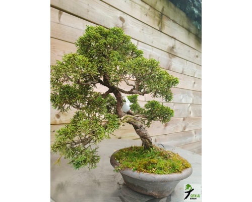 juniperus_kishu_2