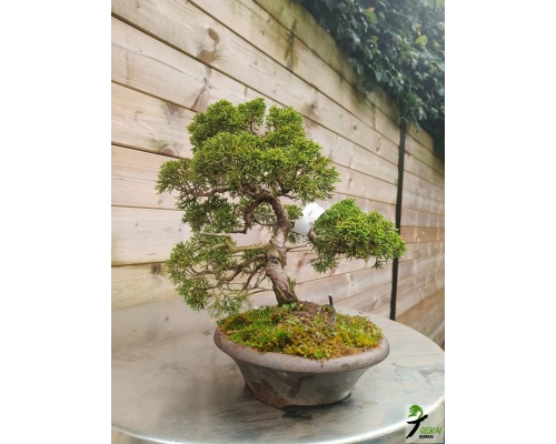 juniperus_kishu_3