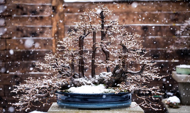 winter bonsai
